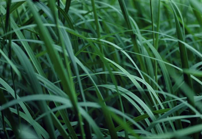 Grass gently blows in the wind