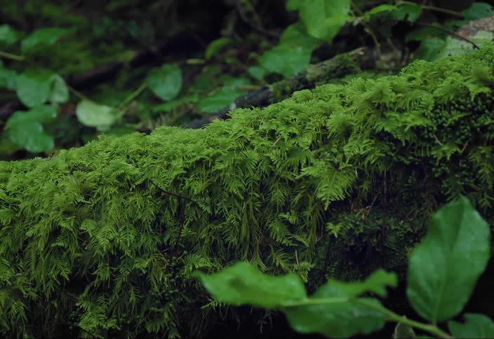 Green thick moss covering a fallen log in the forest