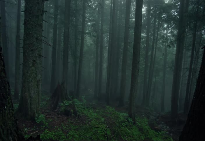 Heavy fog fills the forest