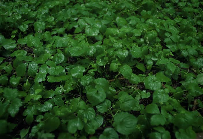 Vibrant green leafy plants cover a forest floor in the rain
