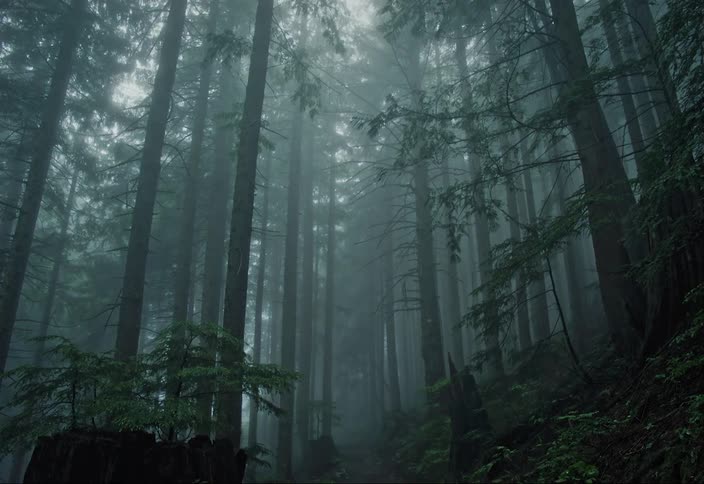 A dirt path goes through a heavily fogged forest