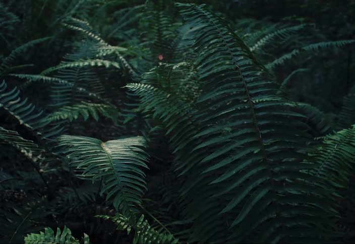 Partly shadowed ferns catch the fading evening sunlight