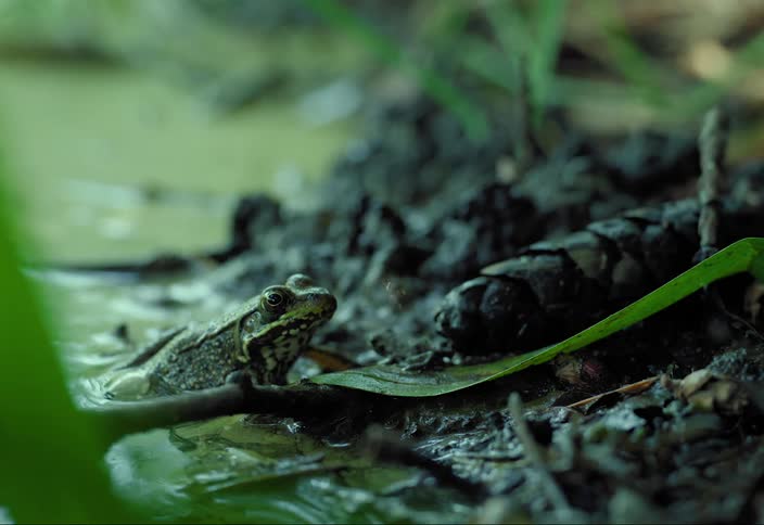 A green frog resting on a leaf on wet marshy ground