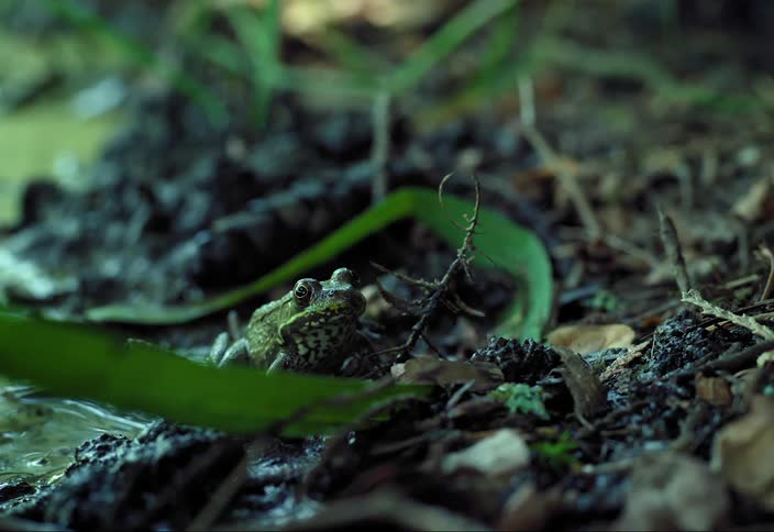 A frog sits at the edge of a marsh in the daytime