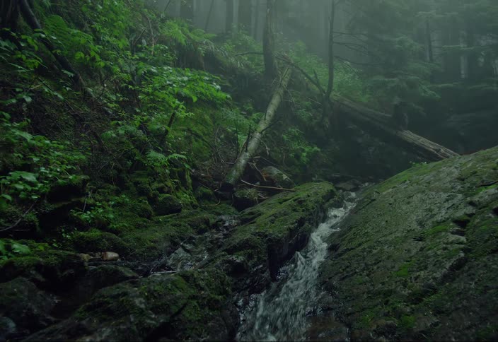 A stream flows through rocks under a fallen tree in a foggy forest