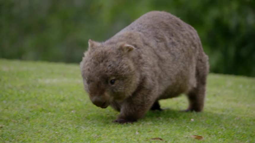 Wombat walks across sloping mowed lawn
