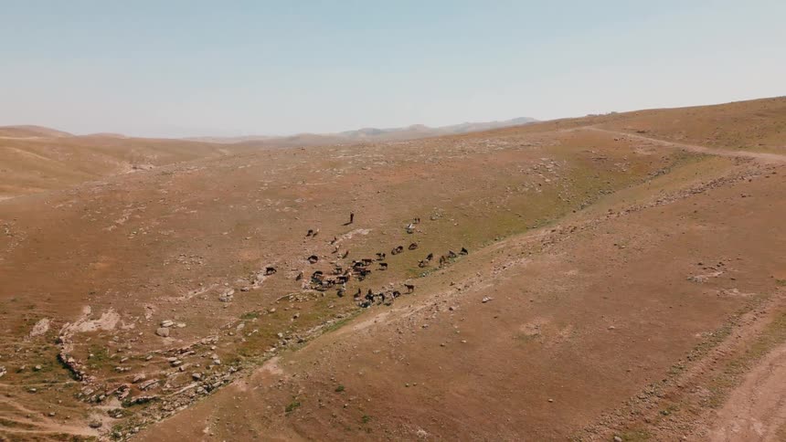 A herd of animals together on a sloped desert mountain in the middle of a sunny day