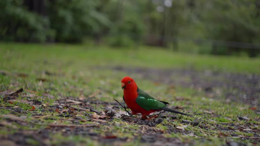 A parrot flying with a hawk following closely behind
