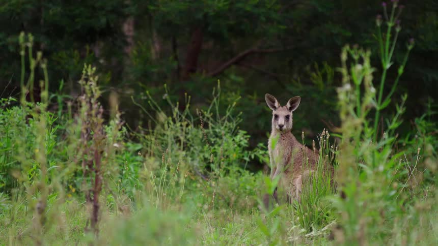 Kangaroo in the forest with its ears upright alert while chewing on something with its mouth