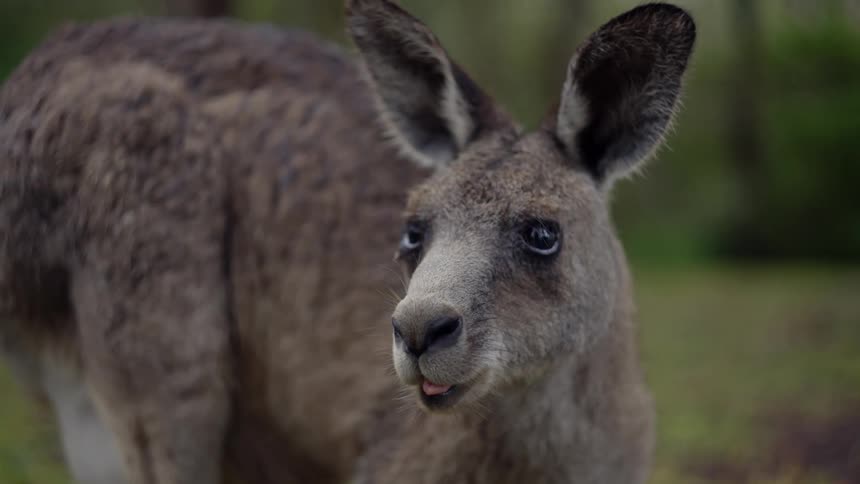 A large kangaroo eating in nature while looking up with its ears perked