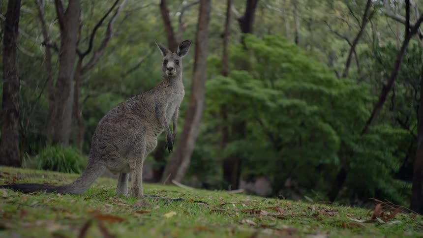 Static kangaroo in the forest
