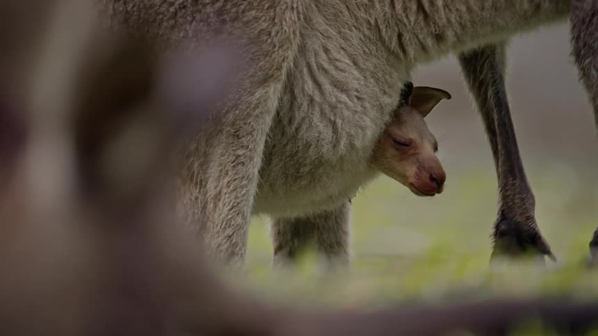 Baby kangaroo peeks out its mother pouch