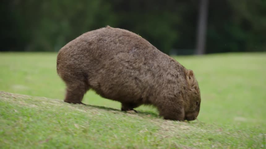 Beaver walking on the grass