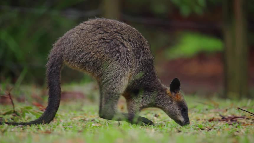 Wallaby slow hops across field taking time to smell the ground