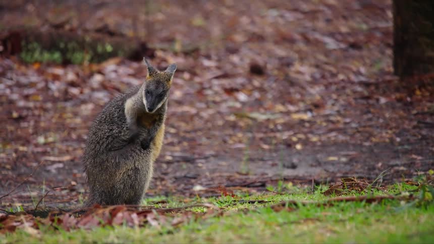 Marsupial scratching itself in the forest