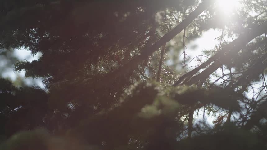 The sun is peeking in through the branches above