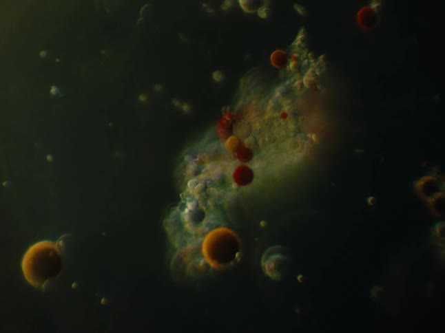 Abstract wallpaper with small colorful dots simulating space