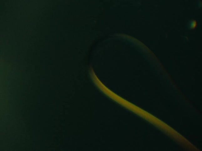 Microorganisms floating on a dimly lit liquid