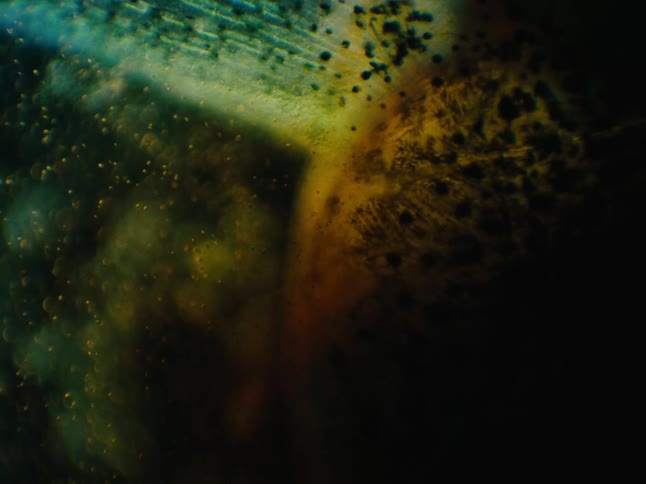Marine life with translucent spotted fins floats in murky water