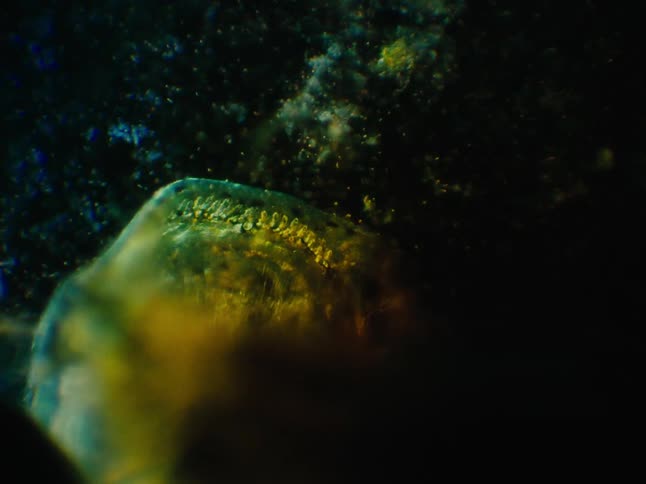 Microscopic particles floating around an organism