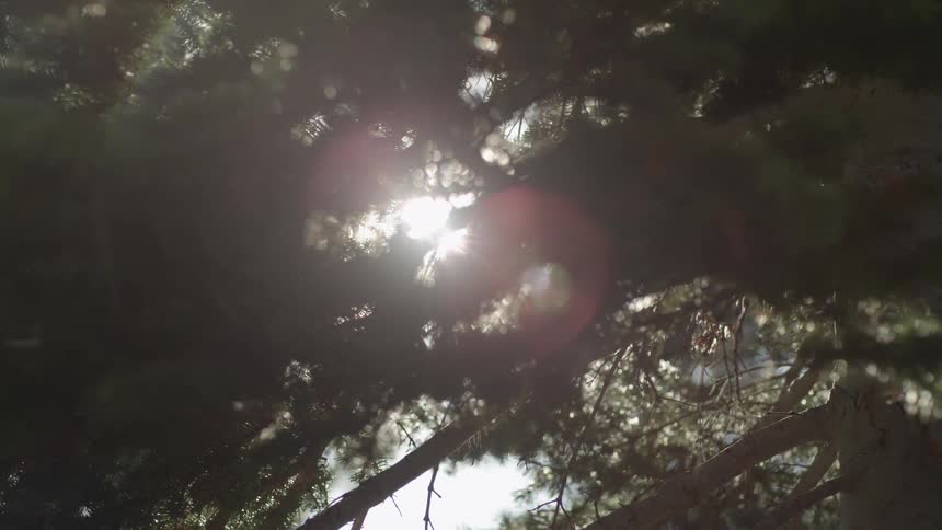 Branches cover the area with some sun peeking in