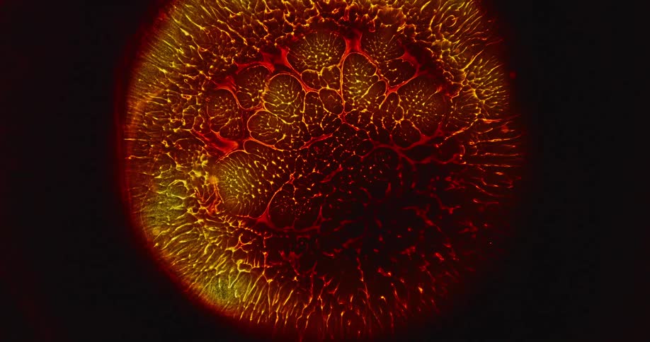 Abstract red blood cell on a black background