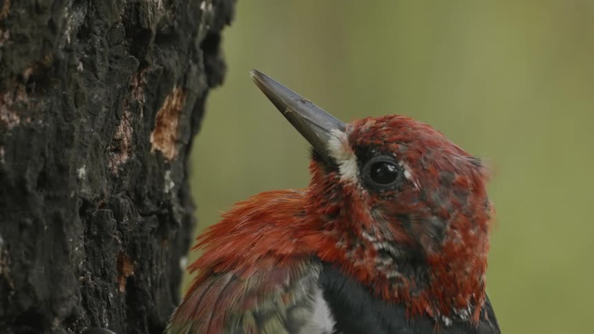Redheaded bird pecking at the trunk of a tree