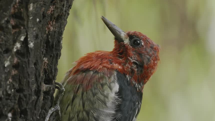 A red-headed woodpecker perches against a tree while pecking at its bark
