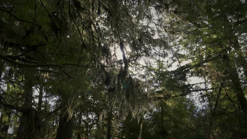 Intertwined branches of large forest trees