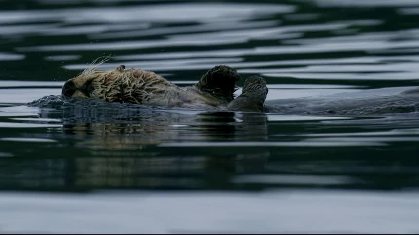 A sea otter swimming at Vancouver island