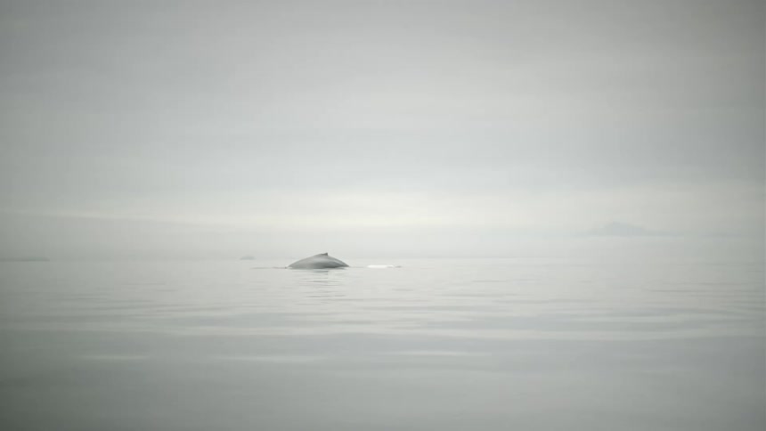 Back of a humpback whale breaking surface to breathe in the ocean