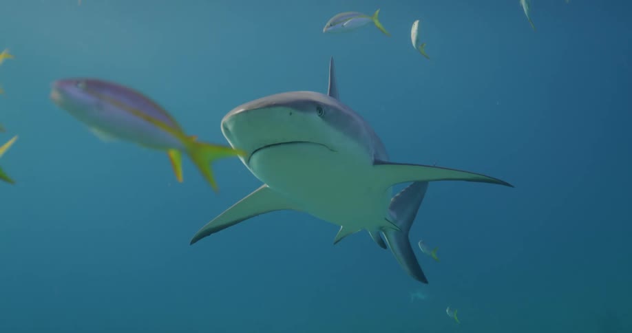 Shark swimming amidst the fish