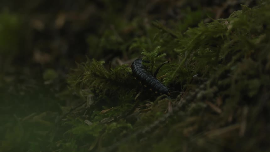 Segmented insect crawls through undergrowth on ground