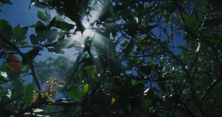 Sunlight filters through the mangrove leaves over the water
