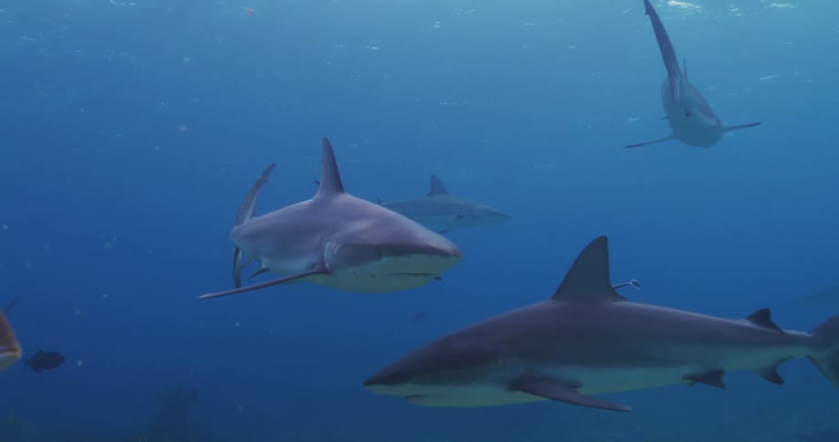 Sharks moving in the sea