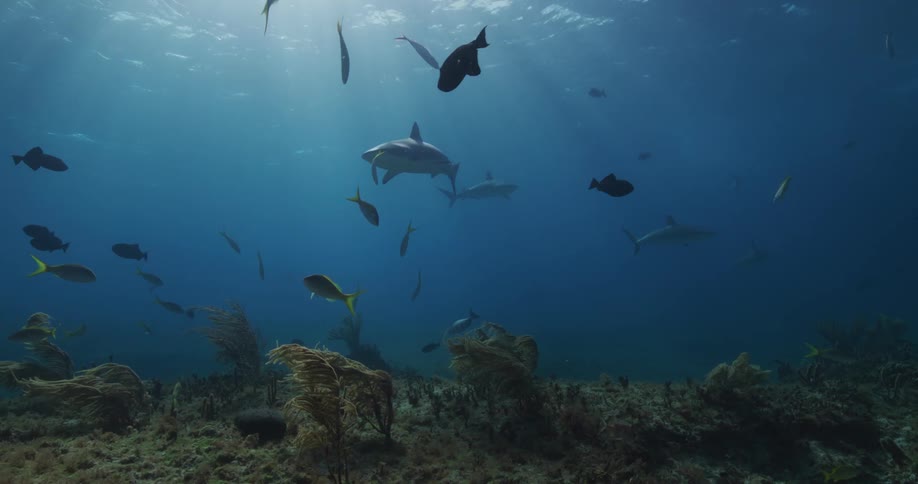 Sharks swimming among other fish at the bottom of the sea