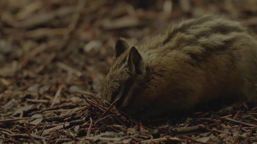 A chipmunk burrows its head into the twigcovered ground