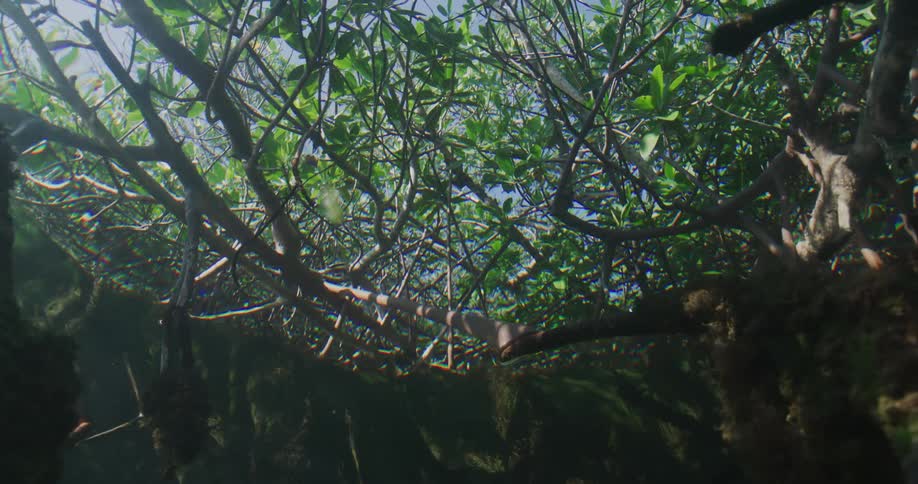 View from inside a lake with aquatic plants and sunlight
