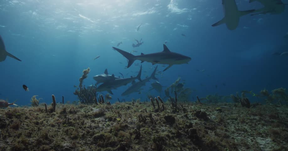 Sunlight shines through water onto sharks swimming among other fish over seafloor