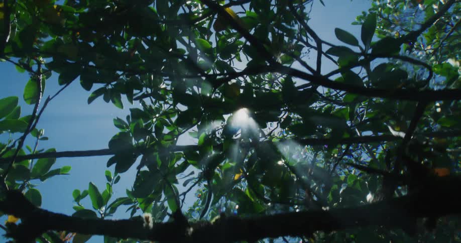 View from inside a lake looking upward with aquatic plants and sunlight