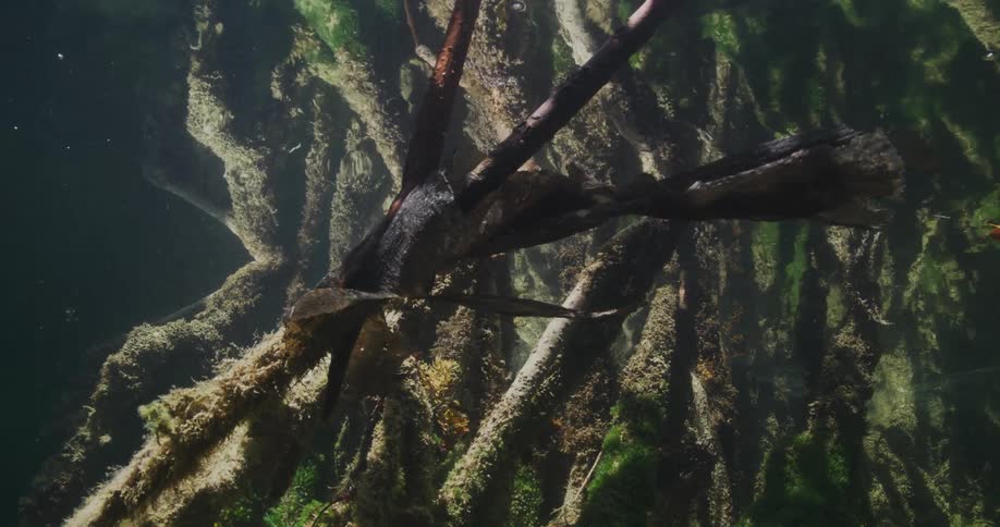 Algae growing on submerged mangrove roots
