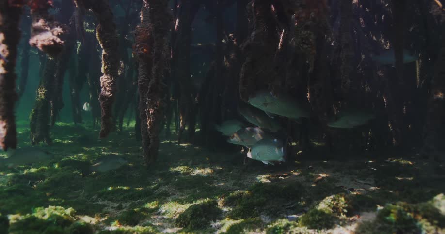 Fish swimming in the sea amid mud
