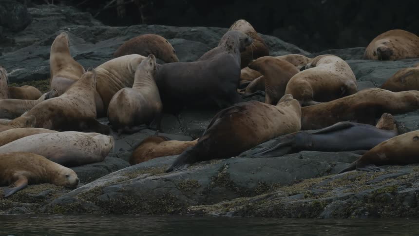 Marine seals lying on rocks by the sea