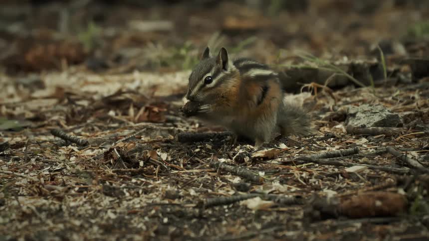 Squirrel digging and eating food