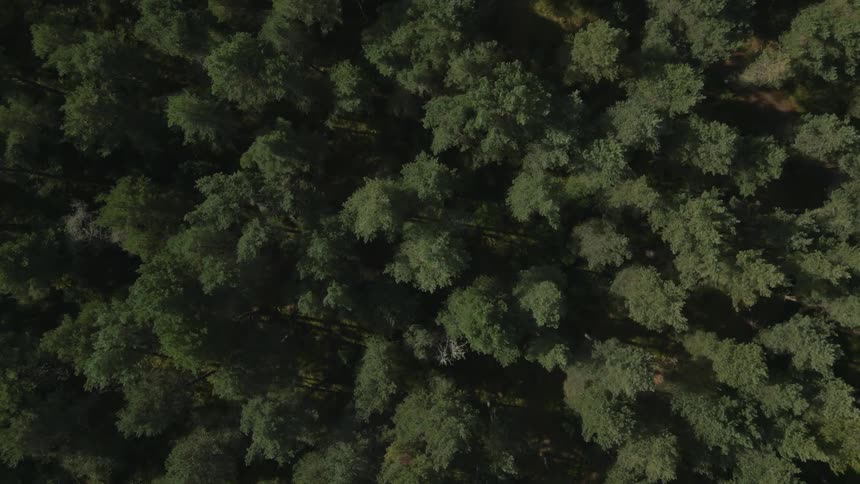 An aerial view shows several pine trees in a forest below