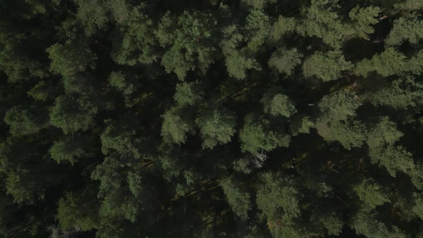 Aerial view of a forest with coniferous trees