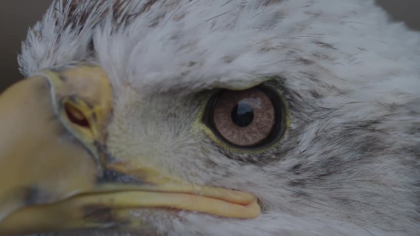 Close up of the eye of an eagle