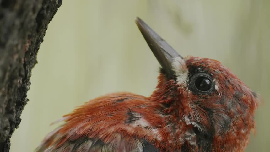 A woodpecker is pecking a hole in the side of a tree and it stops and lifts its head and then continues pecking