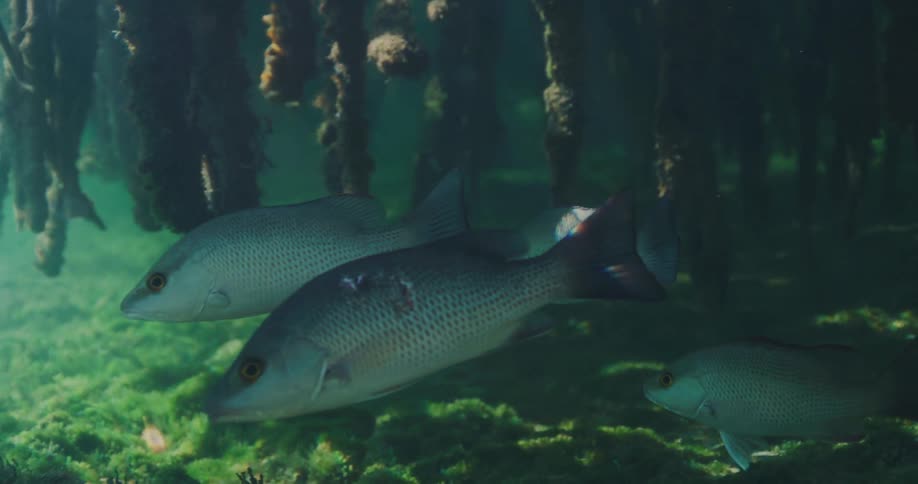 A school of fish swims by underwater