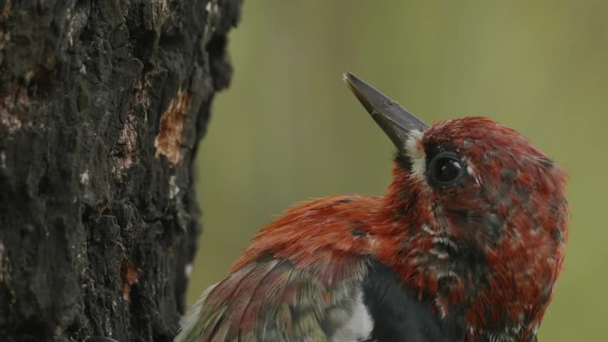 A red woodpecker pecks a hole into a tree
